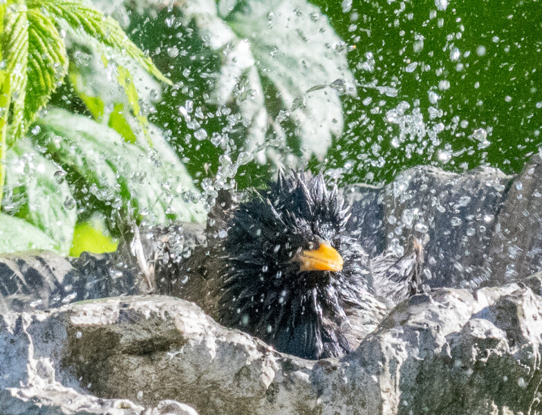 Don’t forget to put out water for birds!