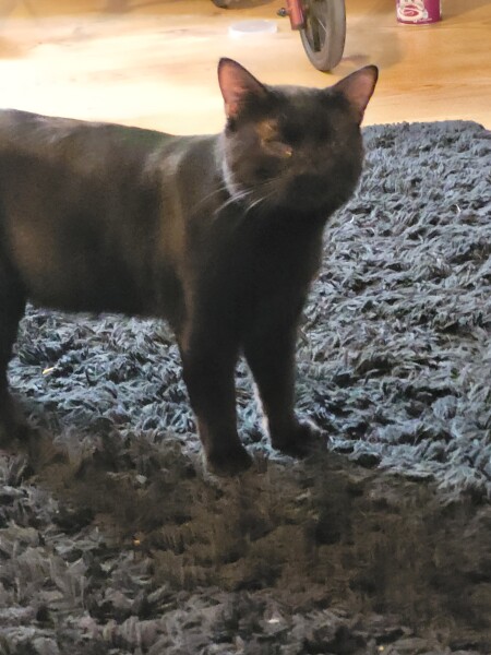 Larry the Cat for Prime Minister.