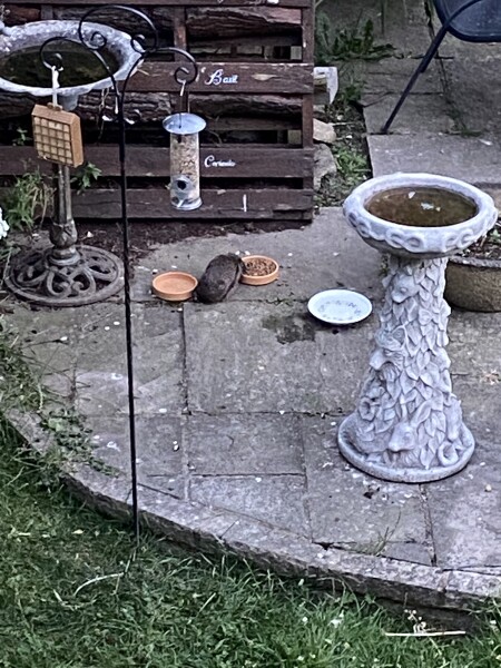 To ask you to please help hedgehogs and other wildlife prepare for winter