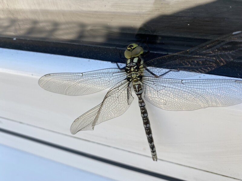 Does anyone else think dragonflies are absolutely disgusting ?