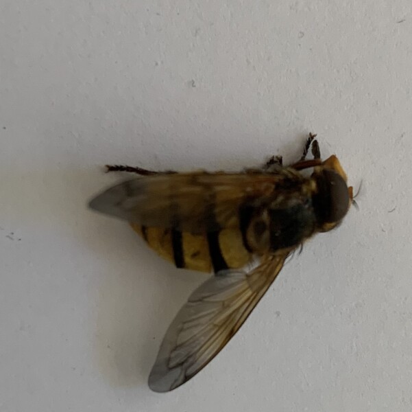 Can anyone tell me if this is a wasp or a bee