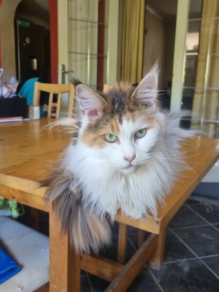 Larry the Cat for Prime Minister.
