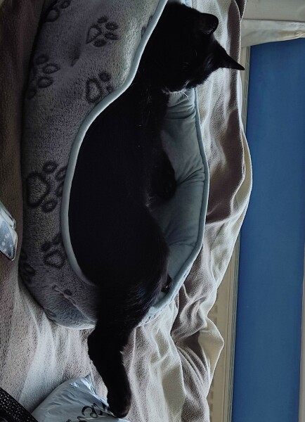 My cat likes to sleep...
