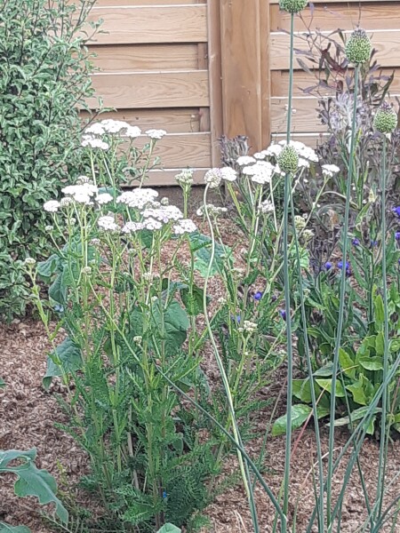Achillea. Is it just me?