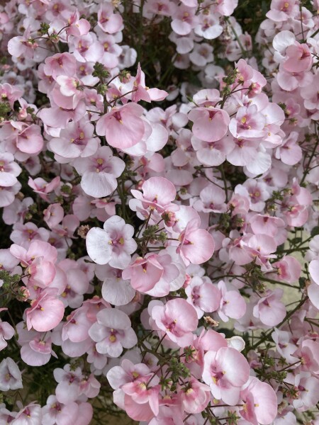 Plant identification