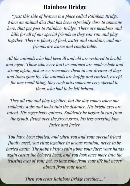 Beloved cat PTS, the pain is unbearable