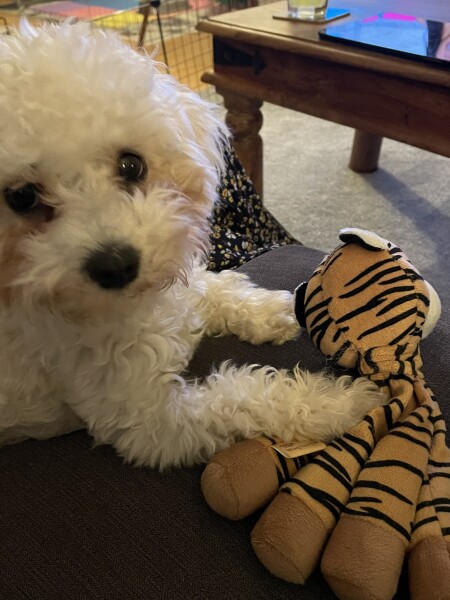 Show me your little white dogs!