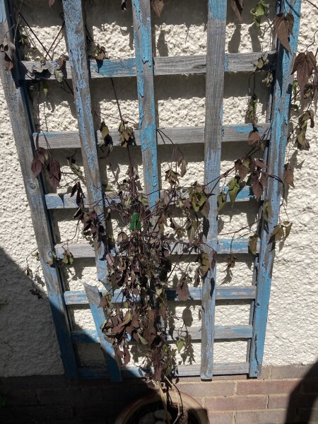 Help my clematis has collapsed in days!