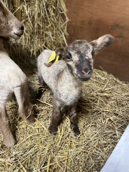 Why do sheep need so much help? 