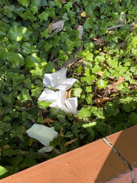 AIBU to be obsessed with strange repetitive litter in neighbour’s front garden?