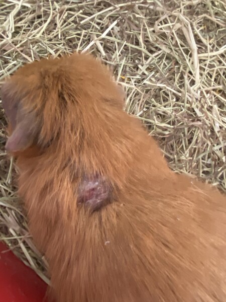 My Guinea pig has this on her back 
