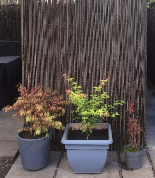 To think my neighbours have no boundaries!