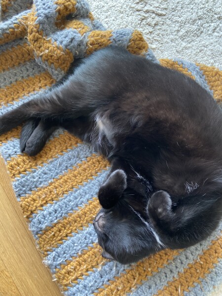 My cat likes to sleep...