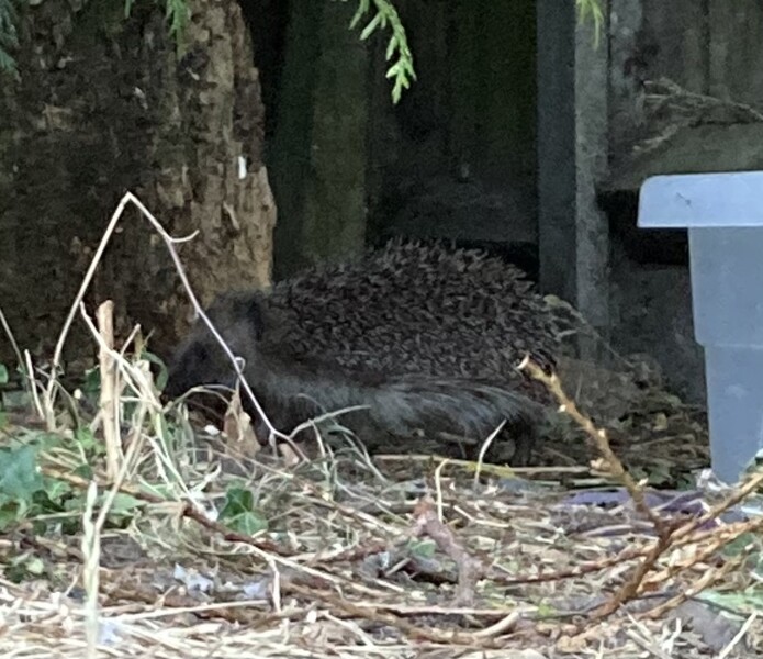 To ask you to please help hedgehogs and other wildlife prepare for winter