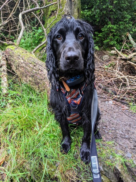 Puppy Survival Thread: muddy footprints into Spring 2022