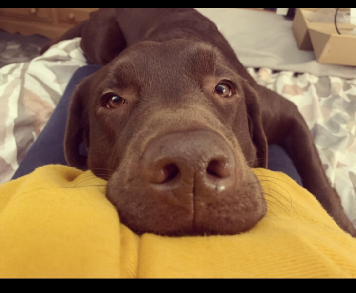 To think the comfort you get from a dog is like no other (photo)