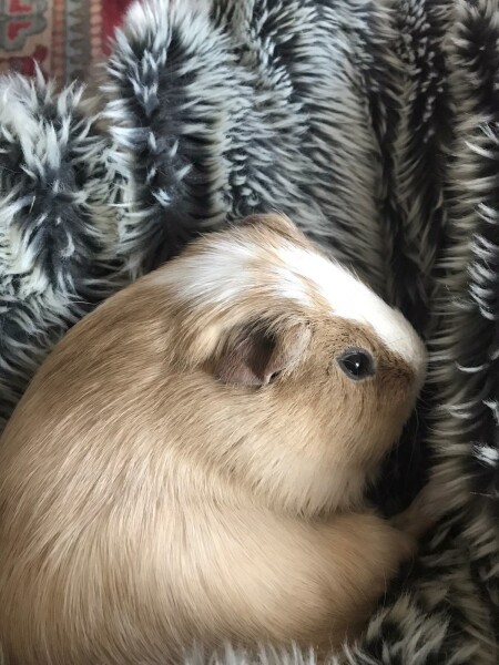 Guinea Pig put to sleep 