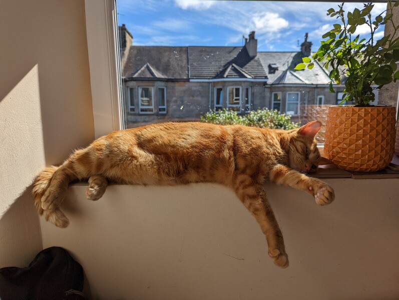 My cat likes to sleep...