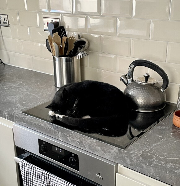 My cat likes to sleep...