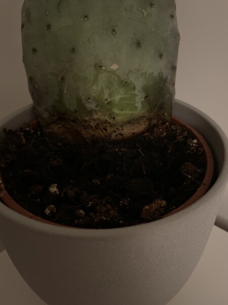 Is my cactus dead or *mostly* dead?