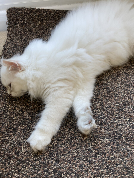 My cat likes to sleep...