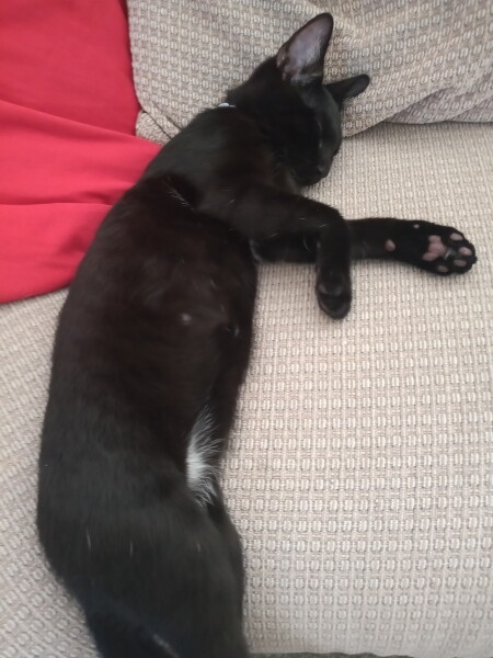 How my cats (lizards) are dealing with this terrible heat?