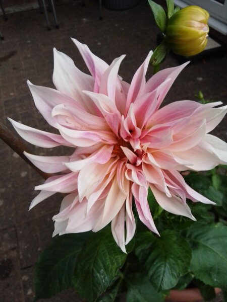 Who’s growing Dahlias this year
