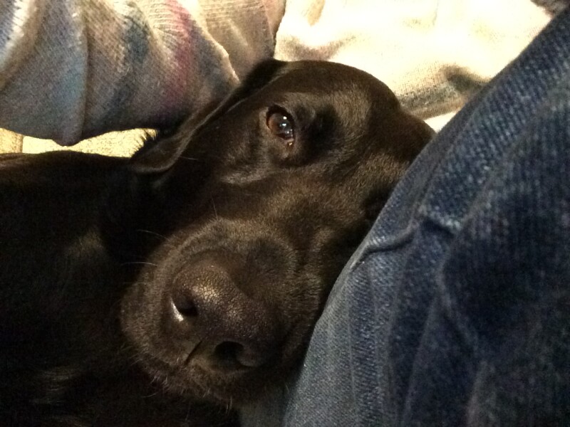 To think the comfort you get from a dog is like no other (photo)