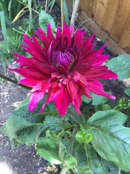 Who’s growing Dahlias this year