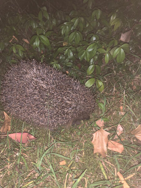 Any Witches Here? Part 16