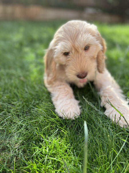 New puppy - where to start?