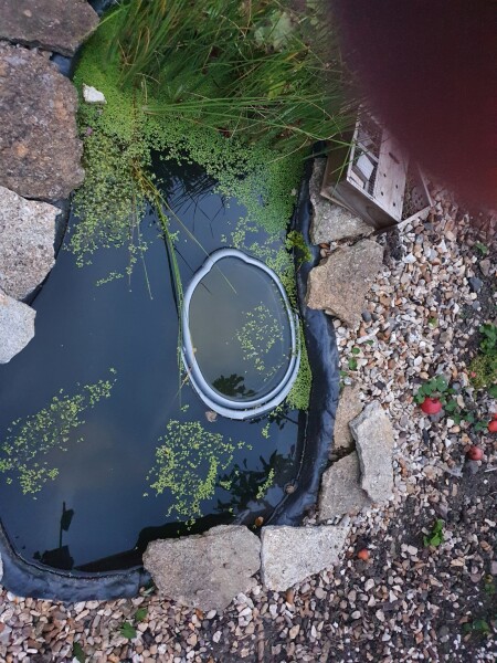Don’t forget to put out water for birds!