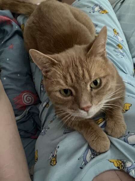 How my cats (lizards) are dealing with this terrible heat?