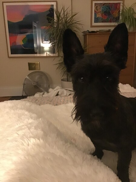 To think the comfort you get from a dog is like no other (photo)