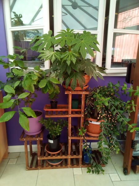 Conservatory plant display idea?