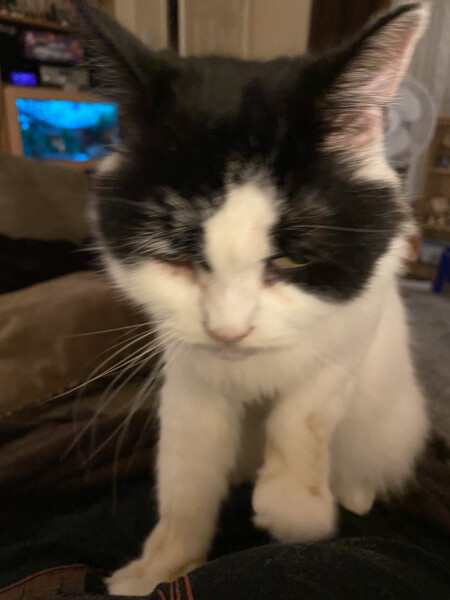What is this on my cat??