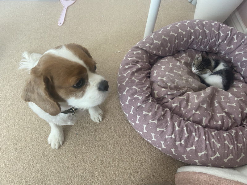 Kittens poo in litter tray but won't pee in it!