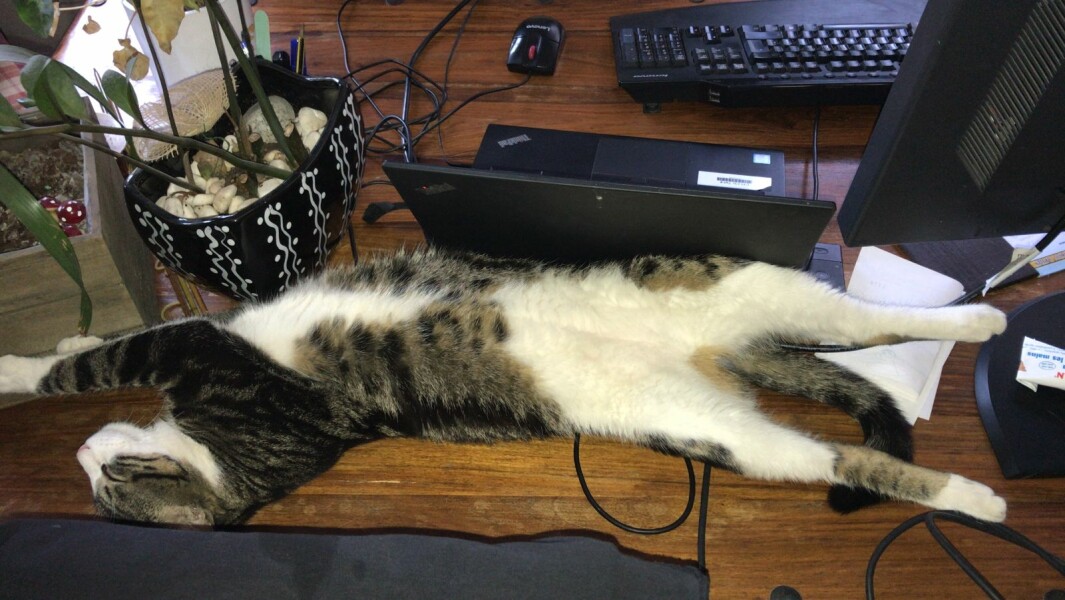 My cat likes to sleep...