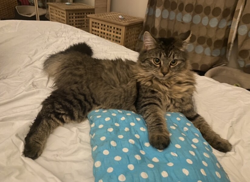 To think Alan could just kill the bloody mouse? 