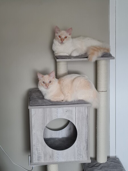 Being oversensitive to my cat?