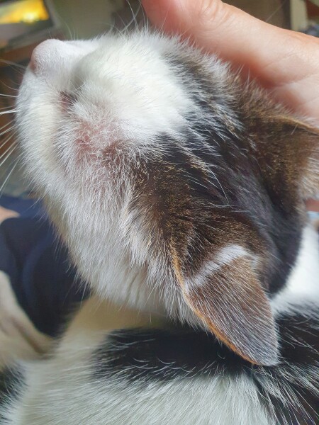 Cat mugshots