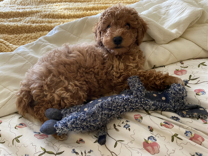 Is this a mistake? Puppy and 'babying'
