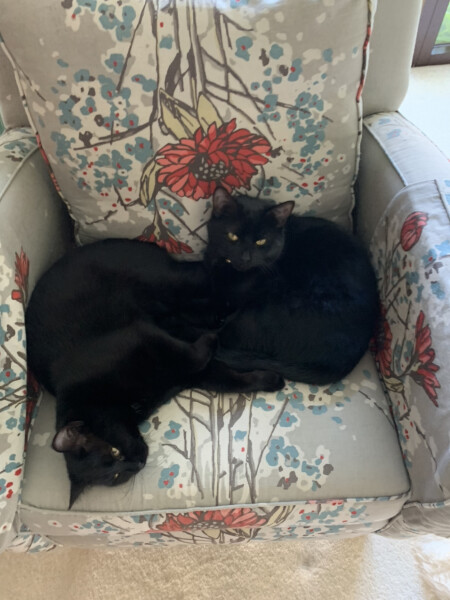 Larry the Cat for Prime Minister.