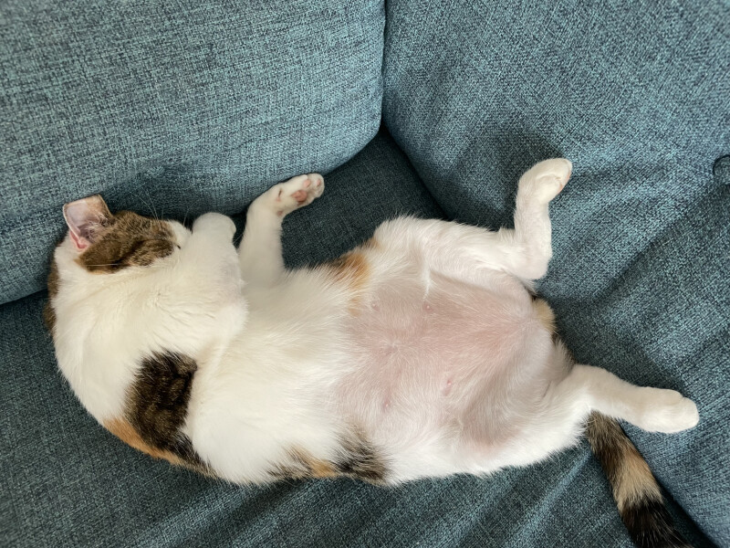 My cat likes to sleep...
