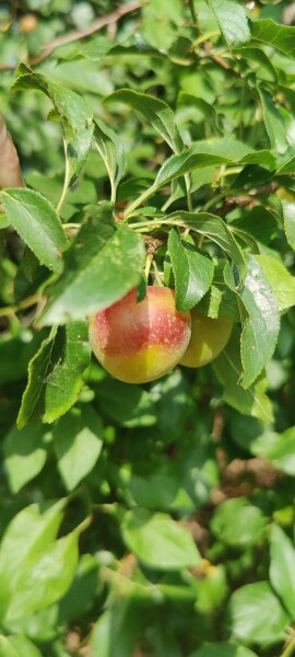 Name that fruit?