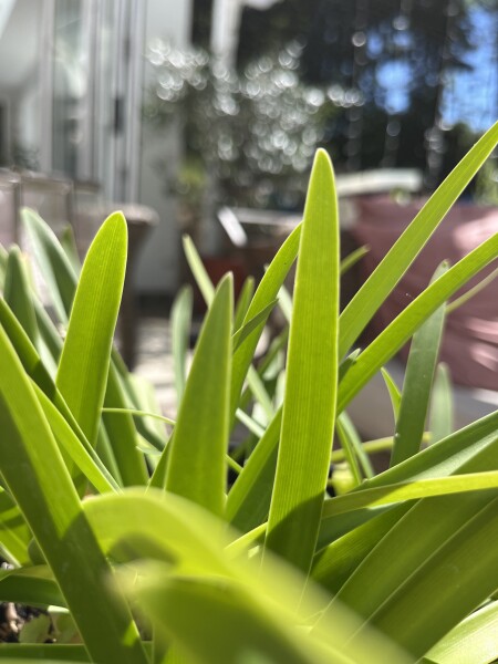 Mystery plant purchase - any ideas??