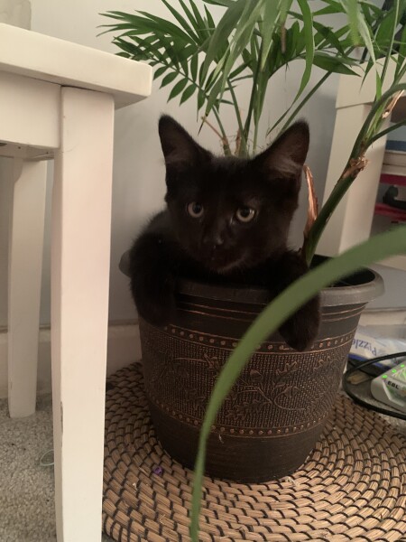 Adding a kitten when you already have cats
