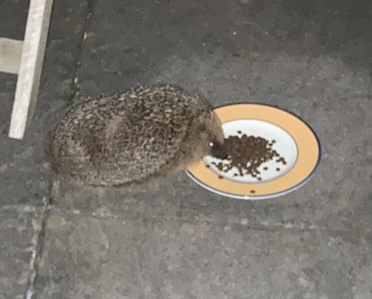 To ask you to please help hedgehogs and other wildlife prepare for winter