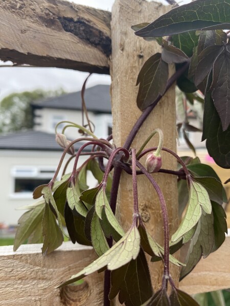 Could this be anything other than clematis wilt?