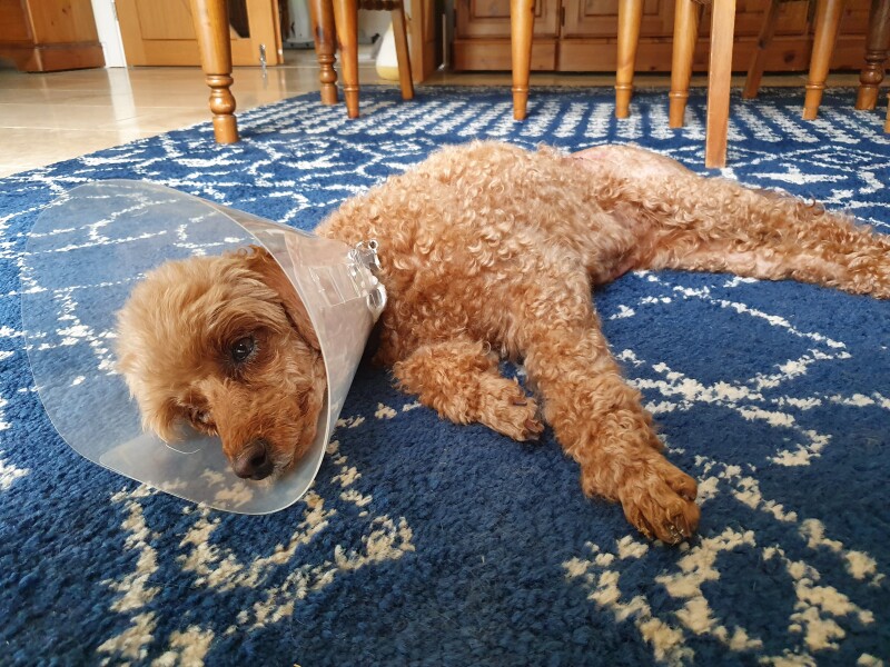 My mini poodle attacked by Bull Mastiff